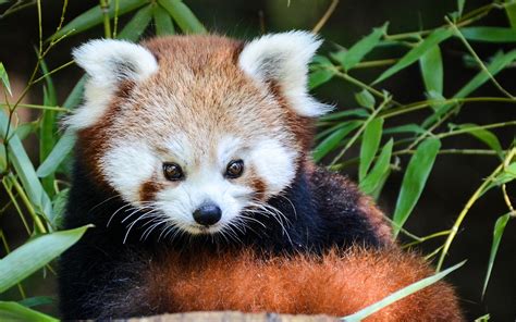 Panda roux : caractère, habitat, comportement, alimentation...